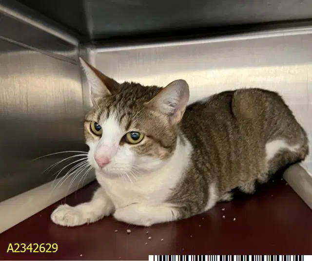 Natasha - Domestic Short Hair