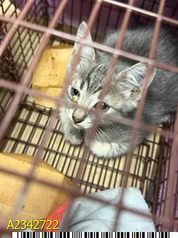 Noodles - Domestic Short Hair