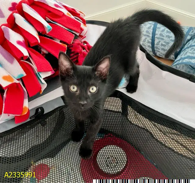 Mousey - Domestic Short Hair