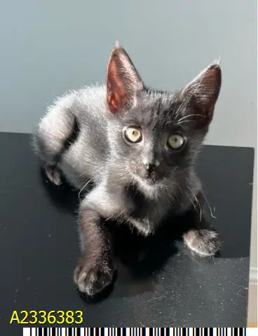 Mickey - Domestic Short Hair