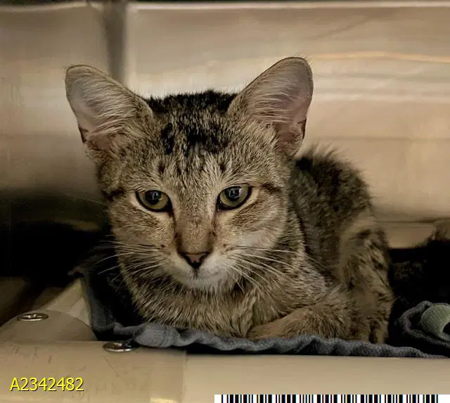 Jessie - Domestic Short Hair