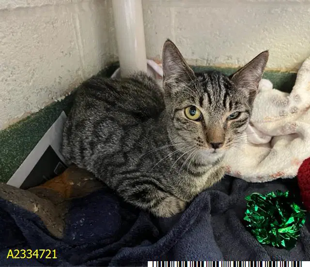 Sandy - Domestic Short Hair
