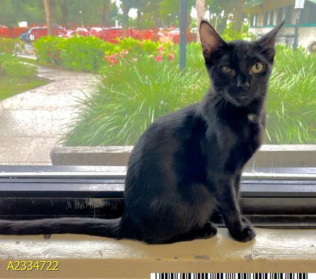 Sparkles - Domestic Short Hair