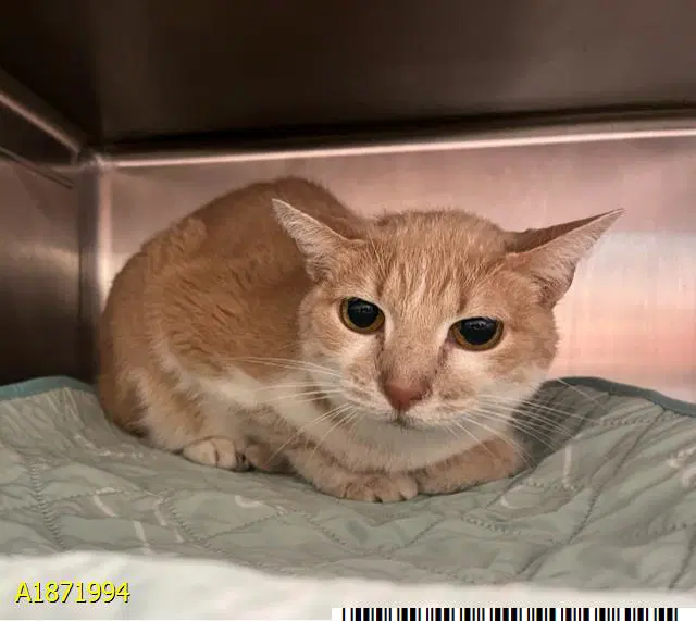 Angel - Domestic Short Hair
