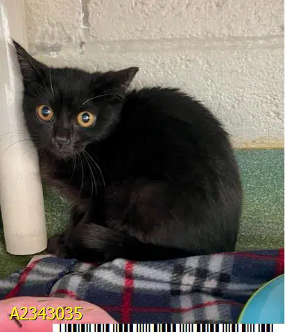 Mishie - Domestic Short Hair