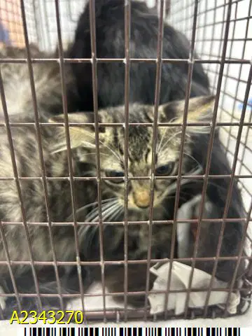 Max - Domestic Short Hair