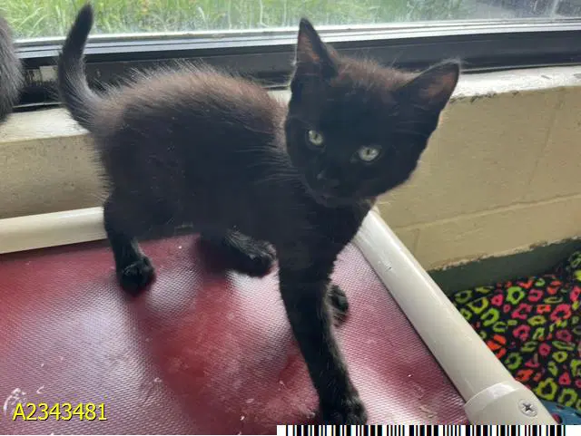 Bradley - Domestic Medium Hair