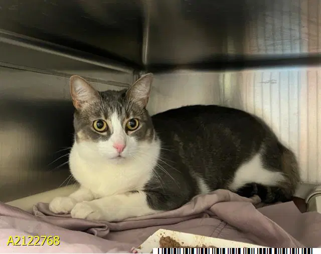 Bonita - Domestic Short Hair