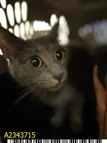 Pisces - Domestic Short Hair