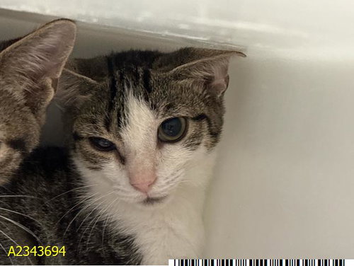 picture of the cat needing adoption