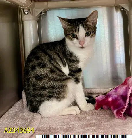 Mandi - Domestic Short Hair