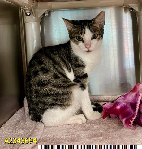 MANDI, a cat for adoption from Palm Beach County Animal Care and Control