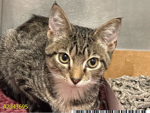 picture of the cat needing adoption