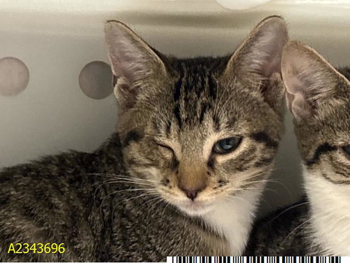 picture of the cat needing adoption