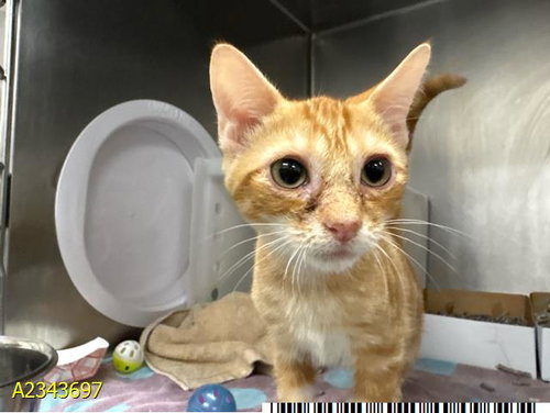 picture of the cat needing adoption
