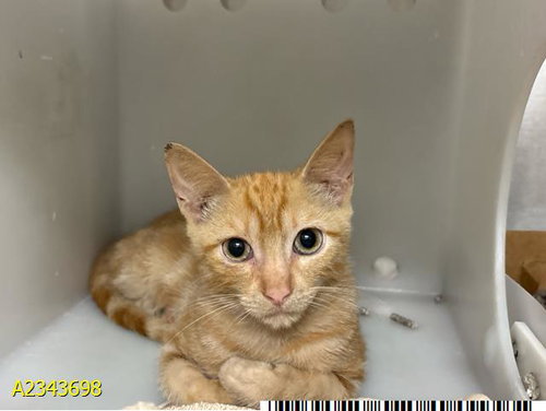picture of the cat needing adoption