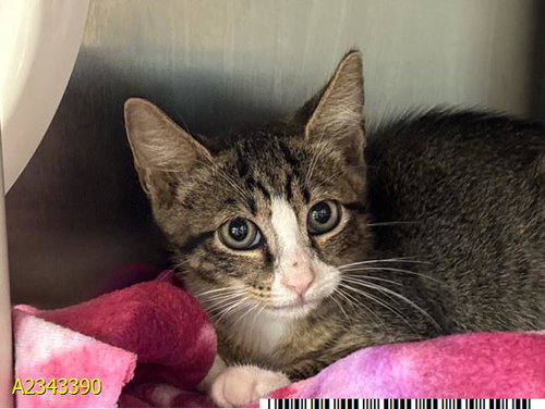 picture of the cat needing adoption