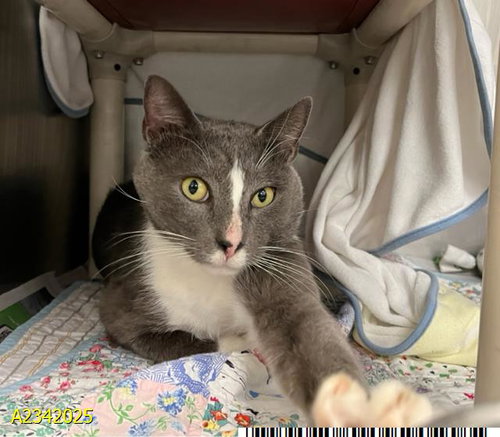 picture of the cat needing adoption
