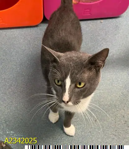 Francis - Domestic Short Hair