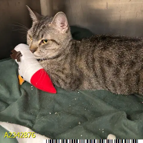 Junebug - Domestic Short Hair