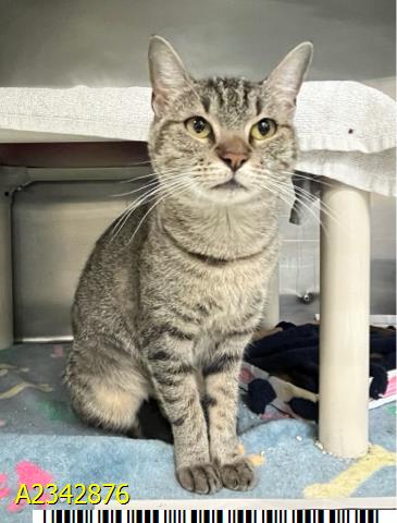 JUNEBUG, a cat for adoption from Palm Beach County Animal Care and Control