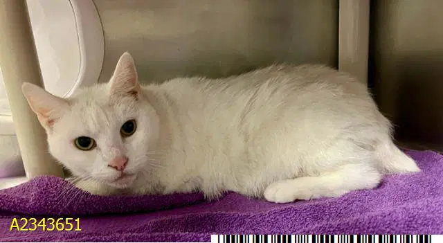 Flicker - Domestic Short Hair
