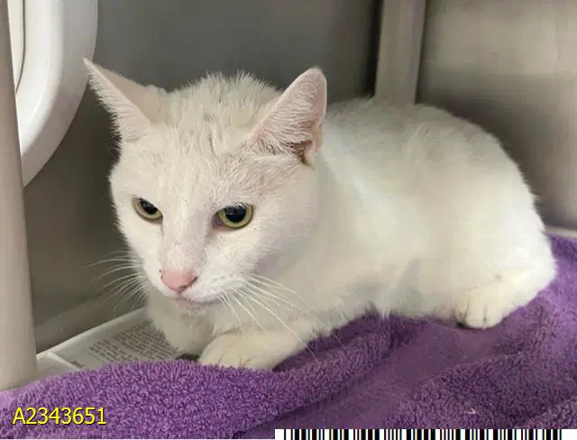Flicker - Domestic Short Hair