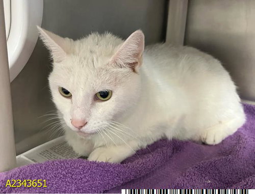 picture of the cat needing adoption