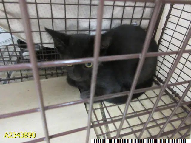 Carla - Domestic Short Hair