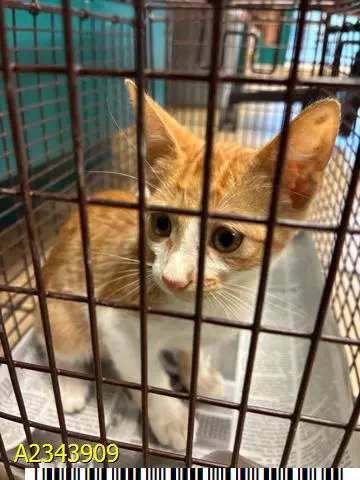 Luke - Domestic Short Hair