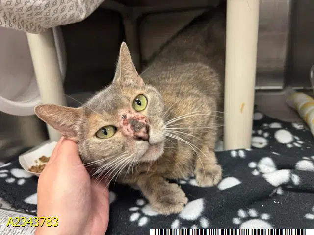 Confetti - Domestic Short Hair
