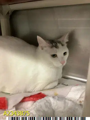 Monty - Domestic Short Hair