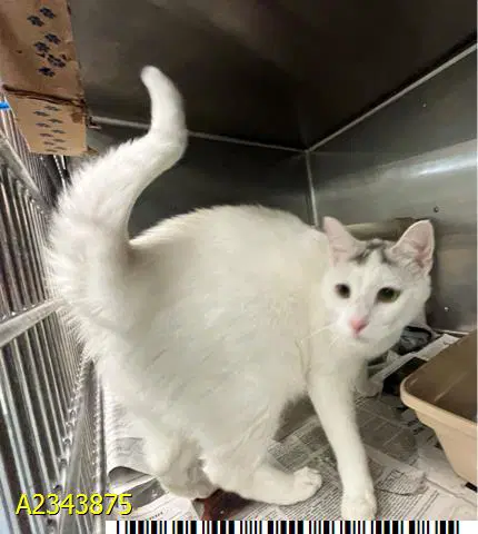 Monty - Domestic Short Hair