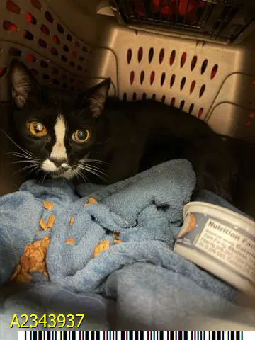 Oreo - Domestic Short Hair