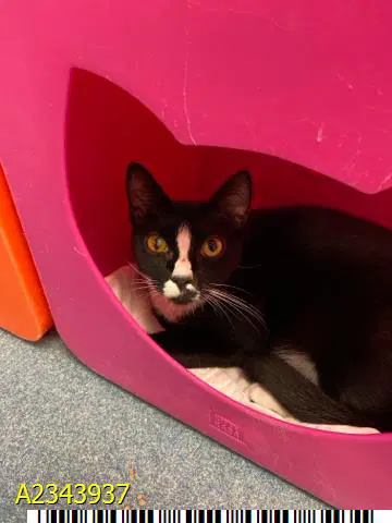 Oreo - Domestic Short Hair