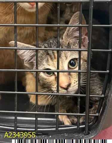 Tilly - Domestic Short Hair
