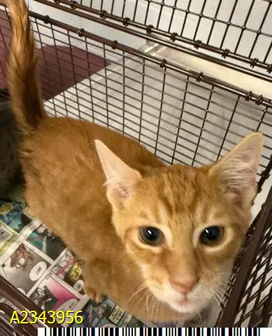 Nico - Domestic Short Hair