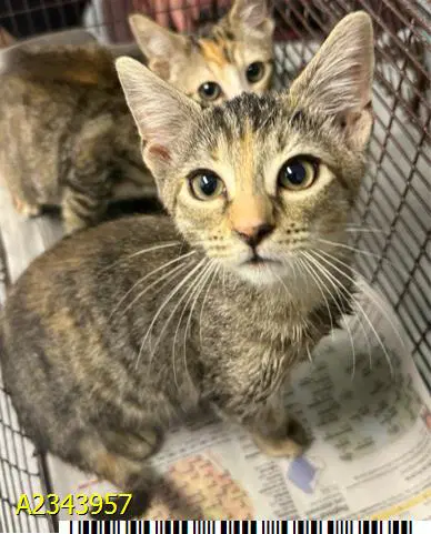 Pixie - Domestic Short Hair