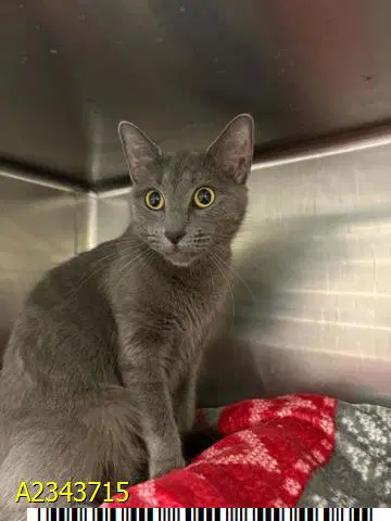 Pisces - Domestic Short Hair