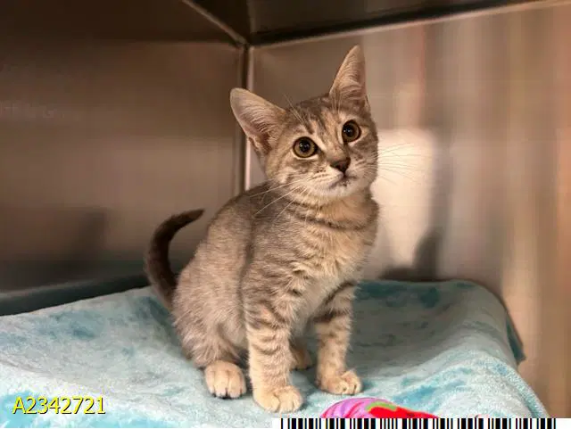 Ziti - Domestic Short Hair