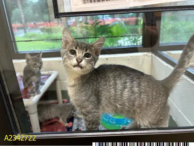 Noodles - Domestic Short Hair