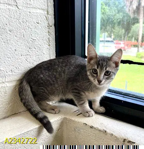 Noodles - Domestic Short Hair