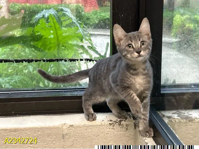 Penne - Domestic Short Hair