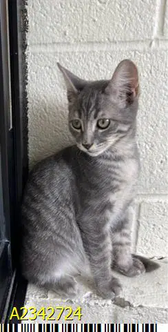 Penne - Domestic Short Hair