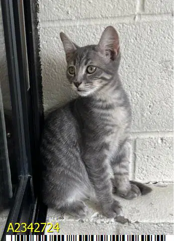 Penne - Domestic Short Hair