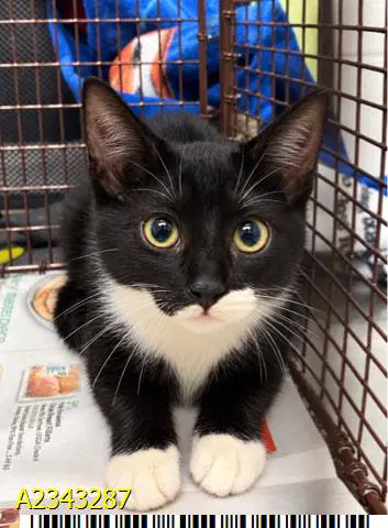 Amity - Domestic Short Hair