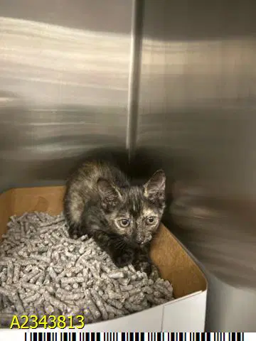 Nessie - Domestic Short Hair