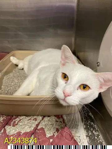 Monty - Domestic Short Hair