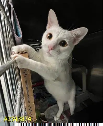 Monty - Domestic Short Hair