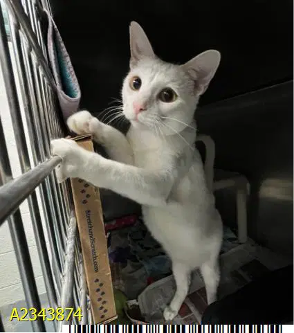 Monty - Domestic Short Hair